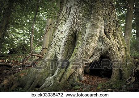 "Ancient Beech (Fagus), supporting root system, Jasmund National Park, Rugen, Mecklenburg-Western Pomerania, Germany, Europe" View Large Photo Image Stock Image - "Ancient Beech (Fagus), supporting root system, Jasmund National Park, Rugen, Mecklenburg-Western Pomerania, Germany, Europe". Fotosearch
