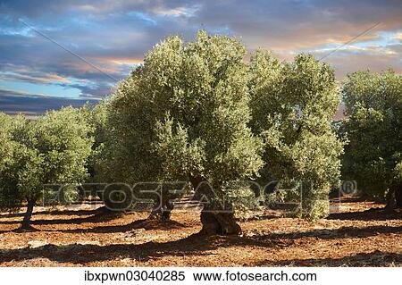 "Ancient Cerignola olive trees (Olea europaea), Ostuni, Apulia, Italy, Europe" View Large Photo Image Stock Photography - "Ancient Cerignola olive trees (Olea europaea), Ostuni, Apulia, Italy, Europe". Fotosearch