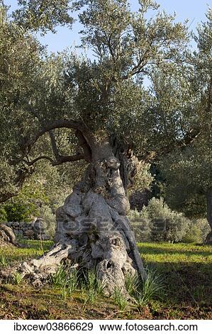 Stock Photo - "Ancient Olive tree (Olea europaea), Majorca, Balearic Islands, Spain, Europe". Fotosearch