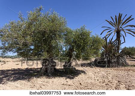 "Ancient olive trees and date palm, Djerba, Tunisia, Africa" View Large Photo Image Stock Image - "Ancient olive trees and date palm, Djerba, Tunisia, Africa". Fotosearch
