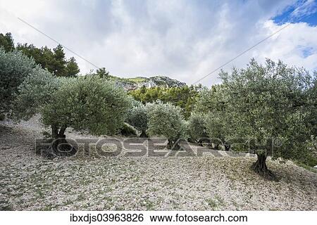 Stock Photograph - "Ancient Olive Trees (Olea europaea), Buis-les-Baronnies, Drome, Rhone-Alpes, Provence, France, Europe". Fotosearch
