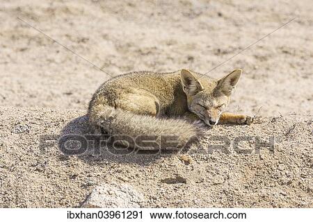 Stock Image - "Andean Fox or Culpeo (Lycalopex culpaeus), Atacama Region, Chile, South America". Fotosearch