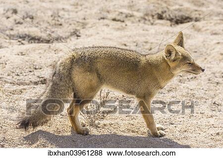 "Andean Fox or Culpeo (Lycalopex culpaeus), Atacama Region, Chile, South America" View Large Photo Image Stock Photo - "Andean Fox or Culpeo (Lycalopex culpaeus), Atacama Region, Chile, South America". Fotosearch