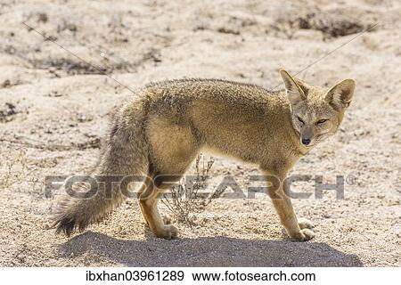"Andean Fox or Culpeo (Lycalopex culpaeus), Atacama Region, Chile, South America" View Large Photo Image Stock Photo - "Andean Fox or Culpeo (Lycalopex culpaeus), Atacama Region, Chile, South America". Fotosearch