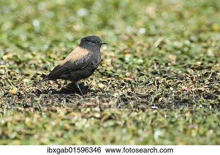 "Andean Negrito (Lessonia oreas), Atacama desert, Antofagasta region, Chile, South America" View Large Photo Image Stock Photograph - "Andean Negrito (Lessonia oreas), Atacama desert, Antofagasta region, Chile, South America". Fotosearch