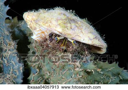 "Anemone Hermit Crab (Dardanus pedunculatus), Bohol Sea, Philippines, Asia" View Large Photo Image Stock Image - "Anemone Hermit Crab (Dardanus pedunculatus), Bohol Sea, Philippines, Asia". Fotosearch