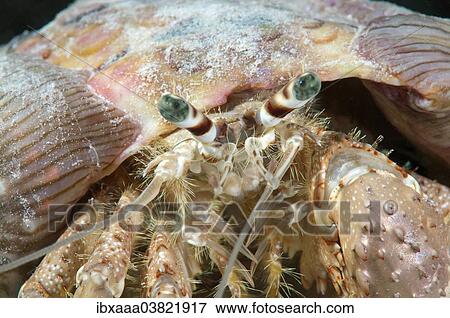 Stock Photo - "Anemone Hermit Crab (Dardanus tinctor), Red Sea, Egypt, Africa". Fotosearch