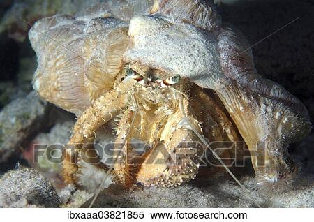 Stock Photography - "Anemone Hermit Crab (Dardanus tinctor), Red Sea, Egypt, Africa". Fotosearch