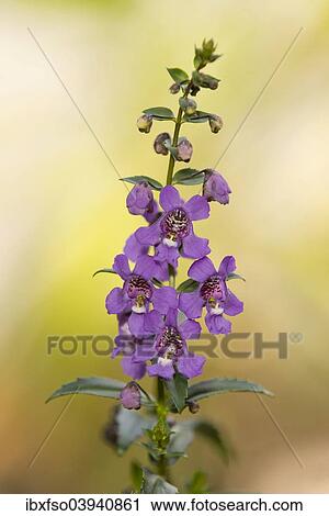 "Angelface (Angelonia spec. ), flowering, Lower Saxony, Germany, Europe" View Large Photo Image Stock Image - "Angelface (Angelonia spec. ), flowering, Lower Saxony, Germany, Europe". Fotosearch