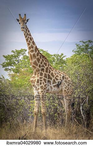 "Angolan Giraffe (Giraffa camelopardalis angolensis) in front of bushland, Ghoha Hills, Chobe National Park, Botswana, Africa" View Large Photo Image Stock Image - "Angolan Giraffe (Giraffa camelopardalis angolensis) in front of bushland, Ghoha Hills, Chobe National Park, Botswana, Africa". Fotosearch