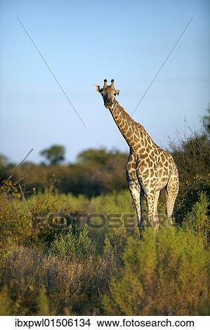 Picture - "Angolan Giraffe or Smoky Giraffe (Giraffa camelopardalis angolensis), Okavango Delta, Botswana, Africa". Fotosearch