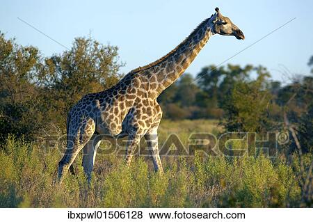 "Angolan Giraffe or Smoky Giraffe (Giraffa camelopardalis angolensis), Okavango Delta, Botswana, Africa" View Large Photo Image Stock Photo - "Angolan Giraffe or Smoky Giraffe (Giraffa camelopardalis angolensis), Okavango Delta, Botswana, Africa". Fotosearch
