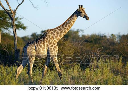 Stock Photography - "Angolan Giraffe or Smoky Giraffe (Giraffa camelopardalis angolensis), Okavango Delta, Botswana, Africa". Fotosearch