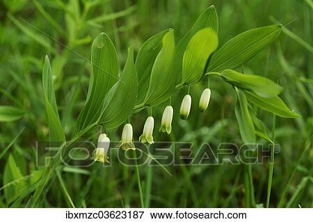 "Angular Solomon's Seal or Scented Solomon's Seal (Polygonatum odoratum) with raindrops, Berchtesgadener Land District, Upper Bavaria, Bavaria, Germany, Europe" View Large Photo Image Stock Photo - "Angular Solomon's Seal or Scented Solomon's Seal (Polygonatum odoratum) with raindrops, Berchtesgadener Land District, Upper Bavaria, Bavaria, Germany, Europe". Fotosearch