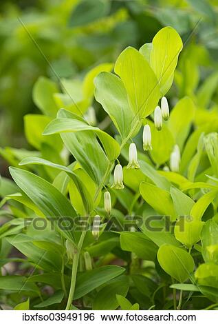 Stock Photograph - "Angular Solomon's Seal or Scented Solomon's Seal (Polygonatum odoratum), flowering, Thuringia, Germany, Europe". Fotosearch