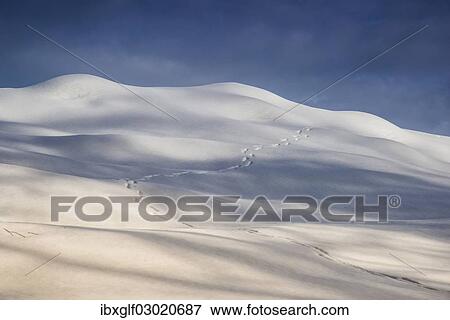 Stock Photo - "Animal track in the snow, Brunnstein, Mangfall Mountains, Bavarian Alps, Upper Bavaria, Bavaria, Germany, Europe". Fotosearch