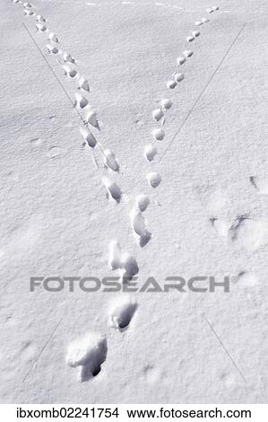 Picture - "Animal tracks, tracks of a cat in freshly-fallen snow, Gummersbach, North Rhine-Westphalia, Germany, Europe". Fotosearch