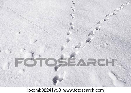 "Animal tracks, tracks of a cat in freshly-fallen snow, Gummersbach, North Rhine-Westphalia, Germany, Europe" View Large Photo Image Stock Image - "Animal tracks, tracks of a cat in freshly-fallen snow, Gummersbach, North Rhine-Westphalia, Germany, Europe". Fotosearch