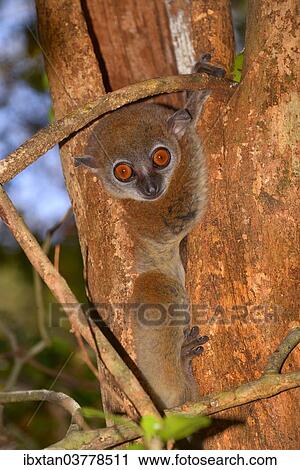 "Ankarana sportive lemur (Lepilemur ankaranensis), Ankarana National Park, Madagascar, Africa" View Large Photo Image Stock Image - "Ankarana sportive lemur (Lepilemur ankaranensis), Ankarana National Park, Madagascar, Africa". Fotosearch