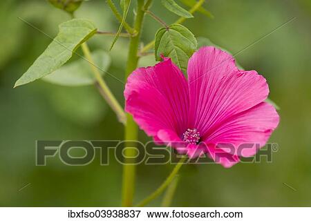 "Annual mallow (Lavatera trimestris), flower and leaves, Lower Saxony, Germany, Europe" View Large Photo Image Stock Photo - "Annual mallow (Lavatera trimestris), flower and leaves, Lower Saxony, Germany, Europe". Fotosearch