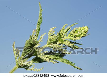"Annual Nettle, Dwarf Nettle, Small Nettle (Urtica urens), Baikal, Siberia, Russian Federation, Eurasia" View Large Photo Image Stock Image - "Annual Nettle, Dwarf Nettle, Small Nettle (Urtica urens), Baikal, Siberia, Russian Federation, Eurasia". Fotosearch