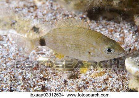 "Annular Sea Bream (Diplodus annularis), Black Sea, Crimea, Ukraine, Europe" View Large Photo Image Picture - "Annular Sea Bream (Diplodus annularis), Black Sea, Crimea, Ukraine, Europe". Fotosearch