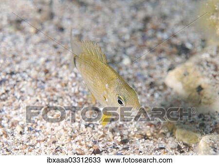 "Annular Seabream (Diplodus annularis), Black Sea, Crimea, Crimea, Ukraine, Europe" View Large Photo Image Stock Image - "Annular Seabream (Diplodus annularis), Black Sea, Crimea, Crimea, Ukraine, Europe". Fotosearch