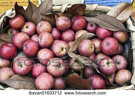 "Annurca, local type of apple, in a basket, Naples, Campania, Italy, Europe" View Large Photo Image Stock Image - "Annurca, local type of apple, in a basket, Naples, Campania, Italy, Europe". Fotosearch
