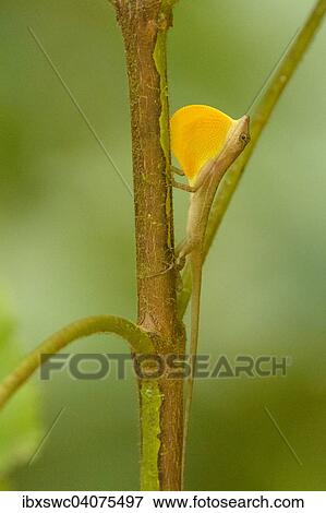 Stock Photo - "Anoles Lizard (Anolis) showing dewlap, Puntarenas Province, Costa Rica, North America". Fotosearch