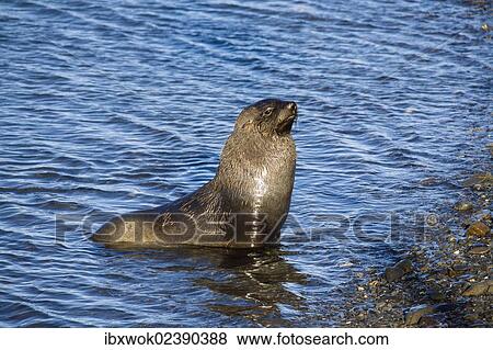 "Antarctic Fur Seal (Arctocephalus gazella), South Georgia, Antarctica" View Large Photo Image Stock Photo - "Antarctic Fur Seal (Arctocephalus gazella), South Georgia, Antarctica". Fotosearch