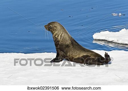 "Antarctic Fur Seal (Arctocephalus gazella) on an icefloe, Antarctica" View Large Photo Image Stock Photograph - "Antarctic Fur Seal (Arctocephalus gazella) on an icefloe, Antarctica". Fotosearch