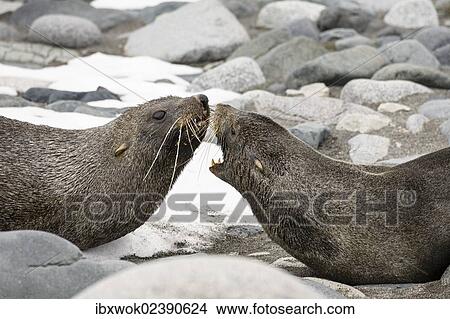 "Antarctic Fur Seals (Arctocephalus gazella), Half Moon Island, South Shetland Islands, Antarctica" View Large Photo Image Picture - "Antarctic Fur Seals (Arctocephalus gazella), Half Moon Island, South Shetland Islands, Antarctica". Fotosearch
