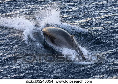 "Antarctic Minke Whale (Balaenoptera bonaerensis), diving, Gerlache Strait, Antarctic Peninsula, Antarctica" View Large Photo Image Picture - "Antarctic Minke Whale (Balaenoptera bonaerensis), diving, Gerlache Strait, Antarctic Peninsula, Antarctica". Fotosearch