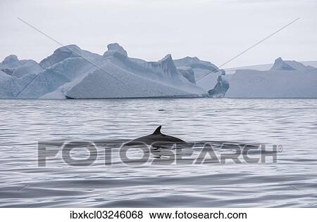 "Antarctic Minke Whale (Balaenoptera bonaerensis), back and fin, in front of icebergs, Gerlache Strait, Antarctic Peninsula, Antarctica" View Large Photo Image Stock Photo - "Antarctic Minke Whale (Balaenoptera bonaerensis), back and fin, in front of icebergs, Gerlache Strait, Antarctic Peninsula, Antarctica". Fotosearch