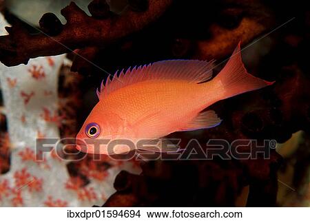 "Anthia (Anthias sp. ), Maldives Island, Indian Ocean" View Large Photo Image Picture - "Anthia (Anthias sp. ), Maldives Island, Indian Ocean". Fotosearch