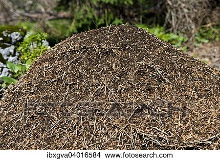 "Anthill of the the Swiss Mountain wood ant (Formica paralugubris), Parc naturel regional Jura vaudois, Switzerland, Europe" View Large Photo Image Picture - "Anthill of the the Swiss Mountain wood ant (Formica paralugubris), Parc naturel regional Jura vaudois, Switzerland, Europe". Fotosearch