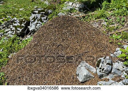 Stock Photograph - "Anthill of the the Swiss Mountain wood ant (Formica paralugubris), Parc naturel regional Jura vaudois, Switzerland, Europe". Fotosearch
