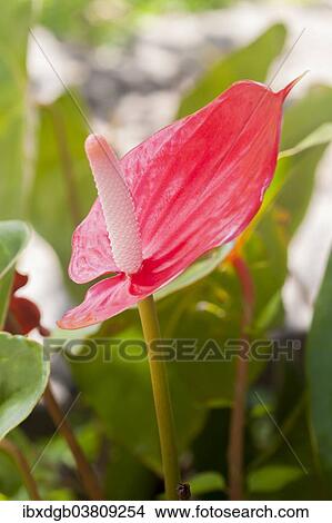 Anthurium flower (Anthurium) View Large Photo Image Picture - Anthurium flower (Anthurium). Fotosearch