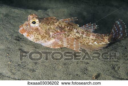"Antlered sculpin (Enophrys diceraus), Japan sea, Primorsky Krai, Russia, Europe" View Large Photo Image Stock Image - "Antlered sculpin (Enophrys diceraus), Japan sea, Primorsky Krai, Russia, Europe". Fotosearch