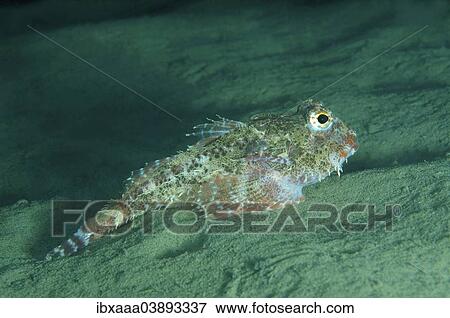 "Antlered Sculpin (Enophrys diceraus ), Sea of Japan, Primorsky Krai, Russia, Europe" View Large Photo Image Stock Photo - "Antlered Sculpin (Enophrys diceraus ), Sea of Japan, Primorsky Krai, Russia, Europe". Fotosearch