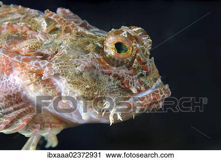 "Antlered sculpin (Enophrys dieeraus), Japan Sea, Far East, Primorsky Krai, Russian Federation" View Large Photo Image Stock Image - "Antlered sculpin (Enophrys dieeraus), Japan Sea, Far East, Primorsky Krai, Russian Federation". Fotosearch