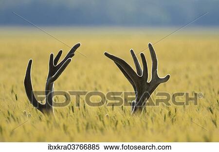 "Antlers of a Red Deer (Cervus elaphus) in a grain field, Lower Austria, Austria, Europe" View Large Photo Image Stock Photography - "Antlers of a Red Deer (Cervus elaphus) in a grain field, Lower Austria, Austria, Europe". Fotosearch