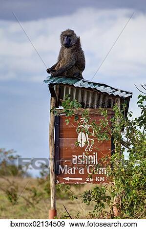 Stock Photo - "Anubis Baboon or Olive Baboon (Papio anubis), mature animal sitting on the tin roof of a sign to Ashnil Mara Camp, Masai Mara National Reserve, Kenya, East Africa, Africa, PublicGround, Africa". Fotosearch