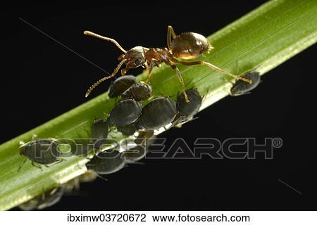 "Aphids (Aphidoidea) being milked by an Ant (Formidicae), beneficial insects and pests, macro shot, Baden-Wurttemberg, Germany, Europe" View Large Photo Image Stock Image - "Aphids (Aphidoidea) being milked by an Ant (Formidicae), beneficial insects and pests, macro shot, Baden-Wurttemberg, Germany, Europe". Fotosearch