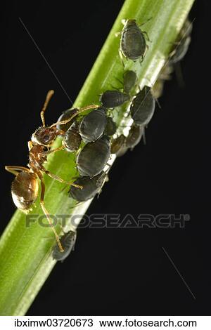 "Aphids (Aphidoidea) being milked by an Ant (Formidicae), beneficial insects and pests, macro shot, Baden-Wurttemberg, Germany, Europe" View Large Photo Image Stock Image - "Aphids (Aphidoidea) being milked by an Ant (Formidicae), beneficial insects and pests, macro shot, Baden-Wurttemberg, Germany, Europe". Fotosearch