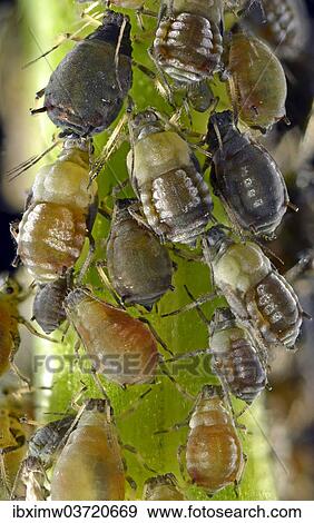 Stock Photo - "Aphids (Aphidoidea), colony, pests, macro shot, Baden-Wurttemberg, Germany, Europe". Fotosearch
