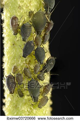 "Aphids (Aphidoidea), colony, pests, macro shot, Baden-Wurttemberg, Germany, Europe" View Large Photo Image Stock Photograph - "Aphids (Aphidoidea), colony, pests, macro shot, Baden-Wurttemberg, Germany, Europe". Fotosearch