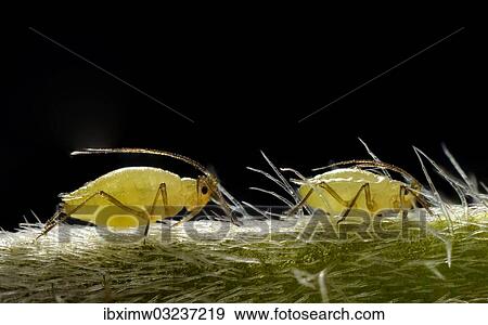 Stock Photo - "Aphids (Aphidoidea) on a Daisy (Bellis perennis), macro shot, Stuttgart, Baden-Wurttemberg, Germany, Europe". Fotosearch