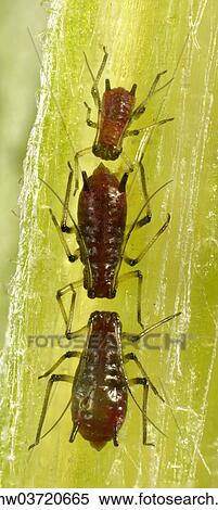 Stock Photography - "Aphids (Aphidoidea), pests, macro shot, Baden-Wurttemberg, Germany, Europe". Fotosearch
