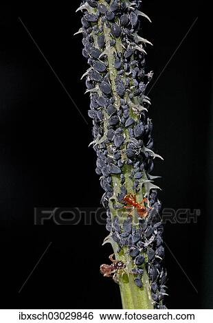 Stock Photograph - "Aphids or Plant lice (Aphidoidea) on a thistle being milked by Ants (Formidicae), Munich, Upper Bavaria, Bavaria, Germany, Europe". Fotosearch